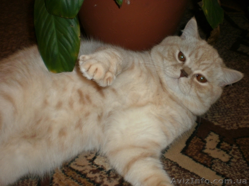 Вязка. Кот, Британской породы, ищет кошку. - <ro>Изображение</ro><ru>Изображение</ru> #1, <ru>Объявление</ru> #6182