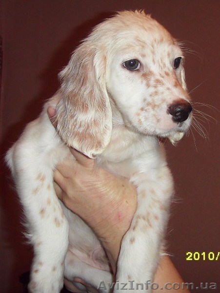 ПРОДАЮТСЯ ЩЕНКИ АНГЛИСКИЙ СЕТТЕР - <ro>Изображение</ro><ru>Изображение</ru> #1, <ru>Объявление</ru> #6531