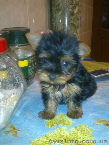 йорики маленькие комочки радости - <ro>Изображение</ro><ru>Изображение</ru> #1, <ru>Объявление</ru> #140324