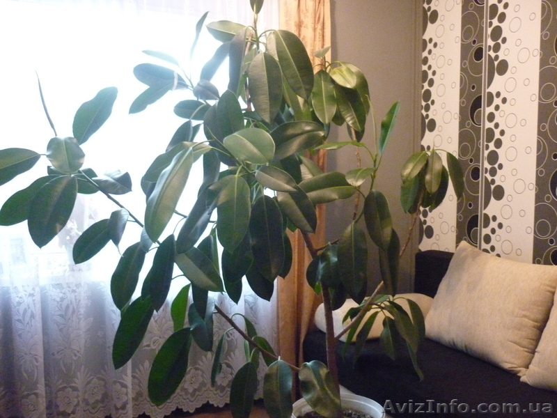 Фикус каучуконосный - <ro>Изображение</ro><ru>Изображение</ru> #1, <ru>Объявление</ru> #345204