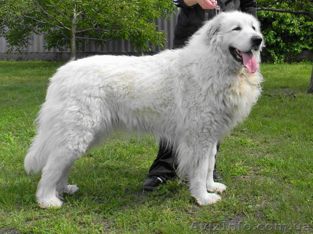 Пиренейская горная собака - <ro>Изображение</ro><ru>Изображение</ru> #1, <ru>Объявление</ru> #417712