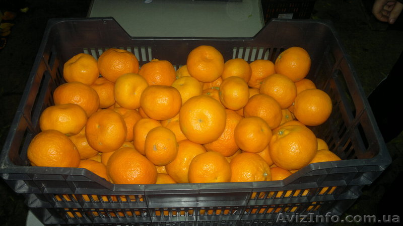 Мандарин клементин - <ro>Изображение</ro><ru>Изображение</ru> #1, <ru>Объявление</ru> #568409