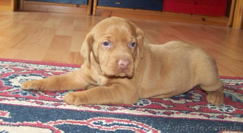 ПРОДАЮ щенков породи венгерская вижла! - <ro>Изображение</ro><ru>Изображение</ru> #1, <ru>Объявление</ru> #739190