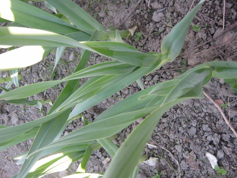 лук-чеснок РОКАМБОЛЬ - <ro>Изображение</ro><ru>Изображение</ru> #1, <ru>Объявление</ru> #836317