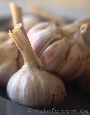 Чеснок продам семена чеснока сорт СОФИЕВСКИЙ - <ro>Изображение</ro><ru>Изображение</ru> #1, <ru>Объявление</ru> #959016