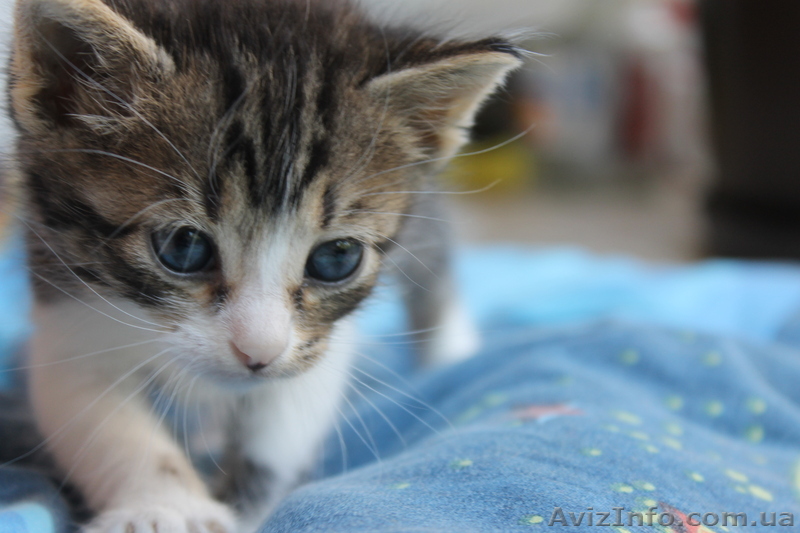 КРАСАВЕЦ КОТЕНОК ОТДАМ - <ro>Изображение</ro><ru>Изображение</ru> #1, <ru>Объявление</ru> #954518