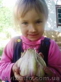Cемена чеснока продам - <ro>Изображение</ro><ru>Изображение</ru> #1, <ru>Объявление</ru> #1040277
