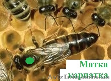 Продам матки-карпатки - <ro>Изображение</ro><ru>Изображение</ru> #1, <ru>Объявление</ru> #1091194