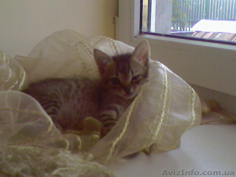 отдам котенка в добрые руки бесплатно - <ro>Изображение</ro><ru>Изображение</ru> #1, <ru>Объявление</ru> #905404