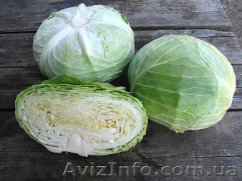 Семена белокочанной капусты NAOMI F1 / НАОМИ F1 фирмы Китано - <ro>Изображение</ro><ru>Изображение</ru> #1, <ru>Объявление</ru> #1274695