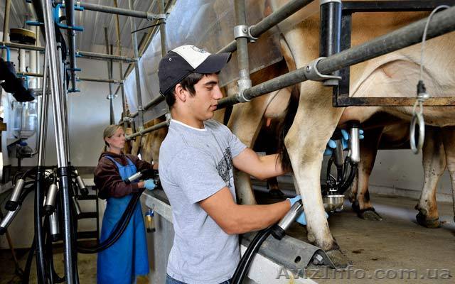 Оплачиваемая студенческая практика на фермах Дании - <ro>Изображение</ro><ru>Изображение</ru> #1, <ru>Объявление</ru> #1337021