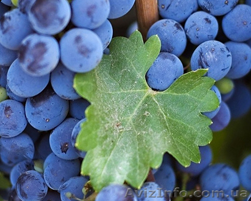 Продам виноградОптом 1кг 3-50грн - <ro>Изображение</ro><ru>Изображение</ru> #1, <ru>Объявление</ru> #1498164