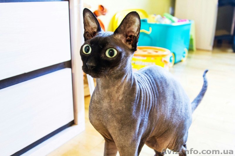 Отдадим в добрые руки - <ro>Изображение</ro><ru>Изображение</ru> #1, <ru>Объявление</ru> #1508420