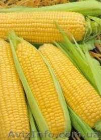 Продаю сортовую кукурузу Айова Свит - <ro>Изображение</ro><ru>Изображение</ru> #1, <ru>Объявление</ru> #1523193