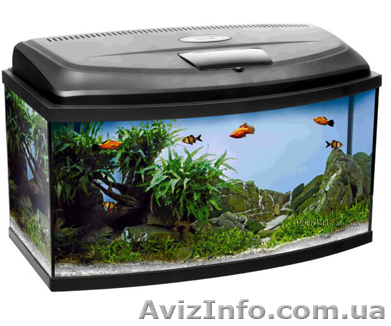 аквариум с крышкой 70 л - <ro>Изображение</ro><ru>Изображение</ru> #1, <ru>Объявление</ru> #1566168