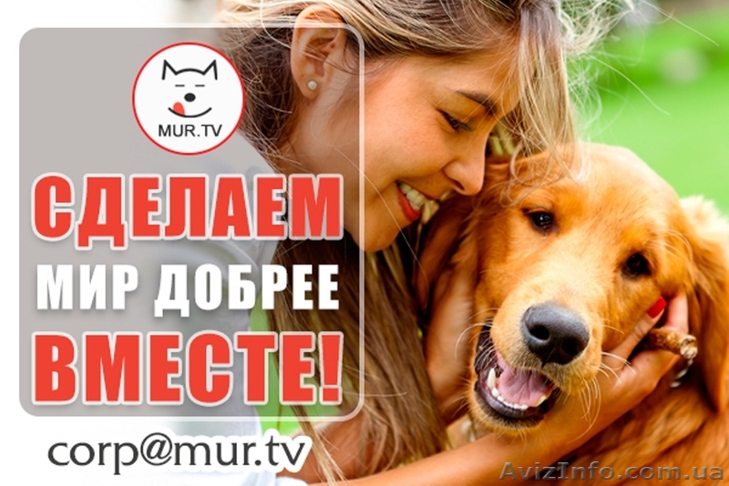 Помощь животным, питомцам  - <ro>Изображение</ro><ru>Изображение</ru> #1, <ru>Объявление</ru> #1617295