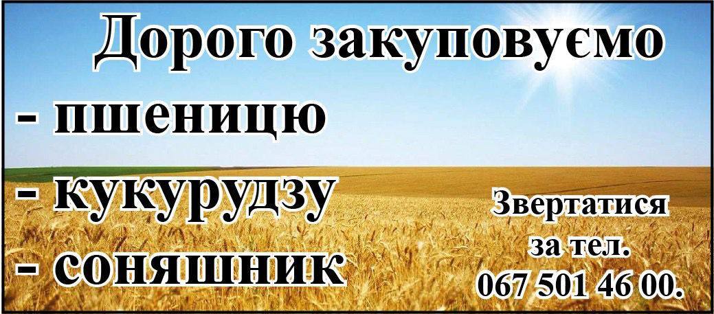 Дорого закуповуємо пшеницю, соняшник, кукурудзу - <ro>Изображение</ro><ru>Изображение</ru> #1, <ru>Объявление</ru> #1738925