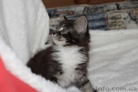 Котята  породы мейн  кун - <ro>Изображение</ro><ru>Изображение</ru> #2, <ru>Объявление</ru> #7310