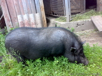 вєтнамські вислобрюхі поросята - <ro>Изображение</ro><ru>Изображение</ru> #1, <ru>Объявление</ru> #55989