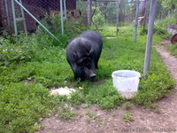 вєтнамські вислобрюхі поросята - <ro>Изображение</ro><ru>Изображение</ru> #2, <ru>Объявление</ru> #55989