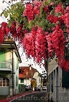 Глицыния-саженцы,под заказ,доставка по области. - <ro>Изображение</ro><ru>Изображение</ru> #1, <ru>Объявление</ru> #144703