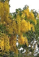 Глицыния-саженцы,под заказ,доставка по области. - <ro>Изображение</ro><ru>Изображение</ru> #2, <ru>Объявление</ru> #144703