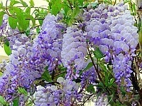 Глицыния-саженцы,под заказ,доставка по области. - <ro>Изображение</ro><ru>Изображение</ru> #3, <ru>Объявление</ru> #144703