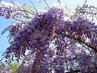 Глицыния-саженцы,под заказ,доставка по области. - <ro>Изображение</ro><ru>Изображение</ru> #4, <ru>Объявление</ru> #144703