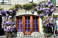 Глицыния-саженцы,под заказ,доставка по области. - <ro>Изображение</ro><ru>Изображение</ru> #5, <ru>Объявление</ru> #144703