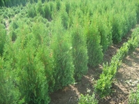 самшит, кипарисовик лавсона, ялівець, туя - <ro>Изображение</ro><ru>Изображение</ru> #1, <ru>Объявление</ru> #198275