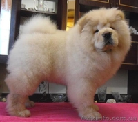 Чау-чау, кремового окраса - <ro>Изображение</ro><ru>Изображение</ru> #2, <ru>Объявление</ru> #193211