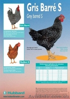 Утка Каченята Мулард Курчата Редбро, Мастер Гриз, Гриз Бар, Испанка - <ro>Изображение</ro><ru>Изображение</ru> #2, <ru>Объявление</ru> #185525