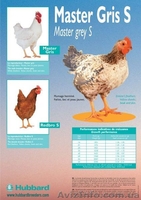 Утка Каченята Мулард Курчата Редбро, Мастер Гриз, Гриз Бар, Испанка - <ro>Изображение</ro><ru>Изображение</ru> #1, <ru>Объявление</ru> #185525