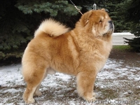 Чау-чау, кремового окраса - <ro>Изображение</ro><ru>Изображение</ru> #4, <ru>Объявление</ru> #193211