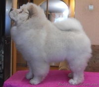 Чау-чау, кремового окраса - <ro>Изображение</ro><ru>Изображение</ru> #1, <ru>Объявление</ru> #193211