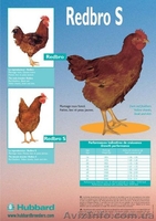 Утка Каченята Мулард Курчата Редбро, Мастер Гриз, Гриз Бар, Испанка - <ro>Изображение</ro><ru>Изображение</ru> #3, <ru>Объявление</ru> #185525