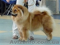 Чау-чау, кремового окраса - <ro>Изображение</ro><ru>Изображение</ru> #3, <ru>Объявление</ru> #193211