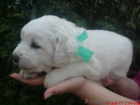 Продам щенков Словацкого чувача - <ro>Изображение</ro><ru>Изображение</ru> #1, <ru>Объявление</ru> #238981