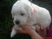 Продам щенков Словацкого чувача - <ro>Изображение</ro><ru>Изображение</ru> #5, <ru>Объявление</ru> #238981