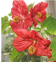 саженцы- комнатных растений - <ro>Изображение</ro><ru>Изображение</ru> #1, <ru>Объявление</ru> #280329