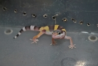 Продам выводок эублефар - <ro>Изображение</ro><ru>Изображение</ru> #1, <ru>Объявление</ru> #292450