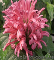 саженцы- комнатных растений - <ro>Изображение</ro><ru>Изображение</ru> #4, <ru>Объявление</ru> #280329