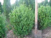 самшит, кипарисовик лавсона, ялівець, туя - <ro>Изображение</ro><ru>Изображение</ru> #3, <ru>Объявление</ru> #198275