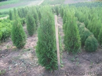 самшит, кипарисовик лавсона, ялівець, туя - <ro>Изображение</ro><ru>Изображение</ru> #4, <ru>Объявление</ru> #198275