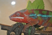 Продам выводок эублефар - <ro>Изображение</ro><ru>Изображение</ru> #2, <ru>Объявление</ru> #292450