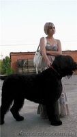русский черный терьер, щенки. Кобели для вязки - <ro>Изображение</ro><ru>Изображение</ru> #10, <ru>Объявление</ru> #394076