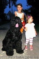 русский черный терьер, щенки. Кобели для вязки - <ro>Изображение</ro><ru>Изображение</ru> #6, <ru>Объявление</ru> #394076