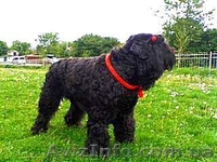 русский черный терьер, щенки. Кобели для вязки - <ro>Изображение</ro><ru>Изображение</ru> #7, <ru>Объявление</ru> #394076