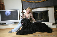 русский черный терьер, щенки. Кобели для вязки - <ro>Изображение</ro><ru>Изображение</ru> #1, <ru>Объявление</ru> #394076