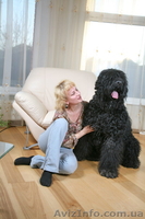 русский черный терьер, щенки. Кобели для вязки - <ro>Изображение</ro><ru>Изображение</ru> #5, <ru>Объявление</ru> #394076